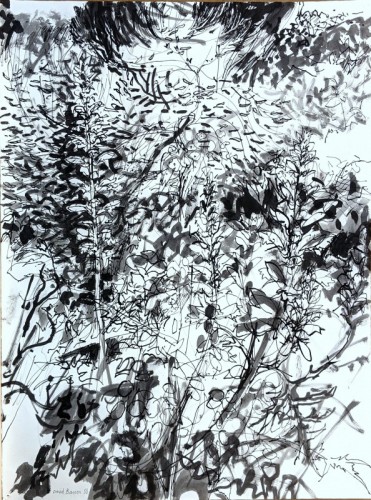 02 David Barron Acanthus ink and wash 77x57cm