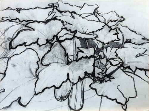 04 David Barron Courgettes charcoal 77x57cm