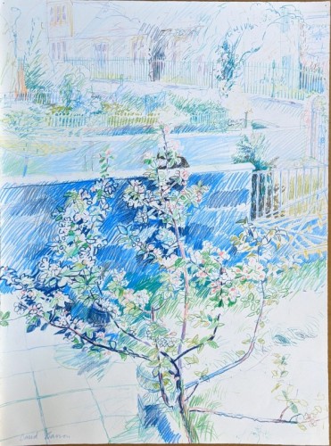 07 David Barron Apple Tree coloured pencil