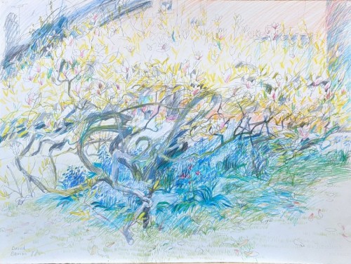 08 David Barron Magnolia coloured pencil 77x57cm