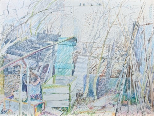 10 David Barron Broken Fence and Elder coloured pencil 77 x 57cm 