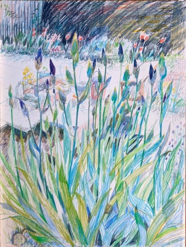 17 David Barron Iris in Bud coloured pencil 77x57cm
