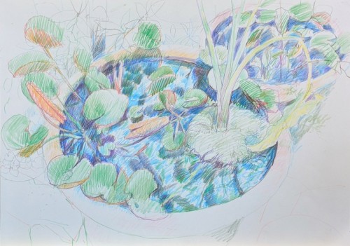 30 David Barron Waterlilies  coloured pencil 41x60cm