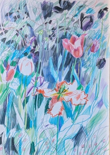 35 David Barron Tulips coloured pencil 41 x 37cms