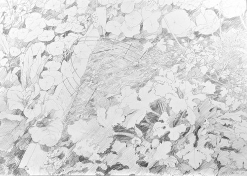 59 David Barron Courgette and Nasturiums pencil 72 x 100cms