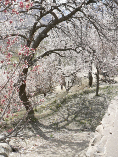 B. A valley full of apricot blossom