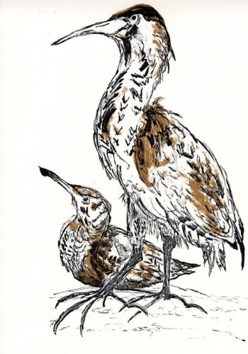Anne Gullick Bittern and Baby Boomer screenprint 50 x 36cms