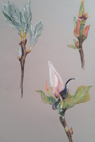 Anne Gullick | Magnolia Blossoming in lockdown | pastel