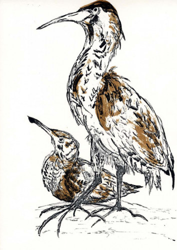 Anne Gullick ‘Bittern and Baby Boomer’ Screenprint50 x 36 cms £100.00