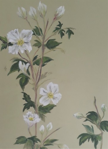 Anne Gullick | Clematis Montana | pastel