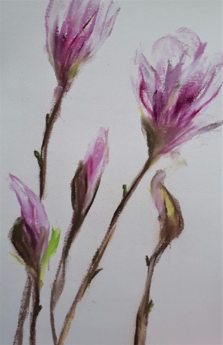 Anne Gullick | Magnolia | pastel