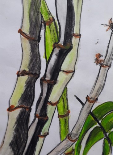 Anne Gullick | Plantasia sketches 1.