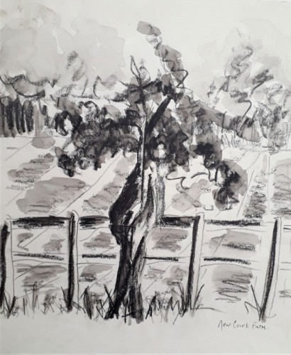 Anne Gullick | Old pear tree | graphite and charcoal.