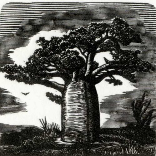 Blaze Cyan_Baobab_Wood Engraving024