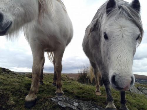 K. Ponies come around scrounging.