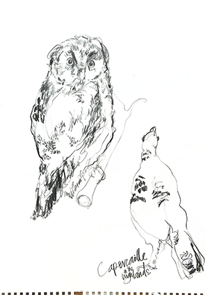 Kelly Stewart | Sketch 3 | pen and ink | A3 | NFS