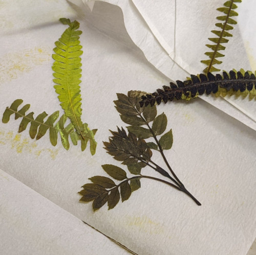 Monotype | Work in Progress 6