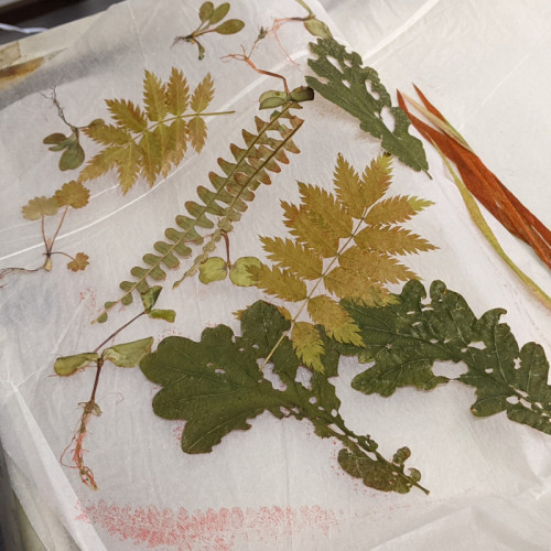 Monotype | Work in Progress 7