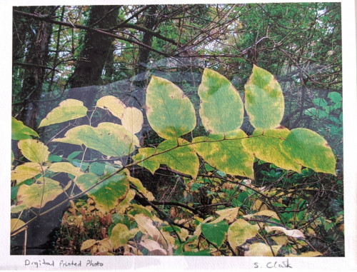 Sheila Clark Autumn Leaves digital print 20x28cm £15