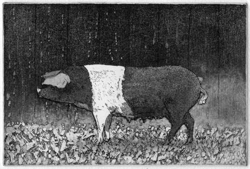 David la Grange 'Wessex-Saddleback' etching