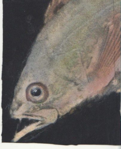 01-Martin-Flora-Gyotaku-001