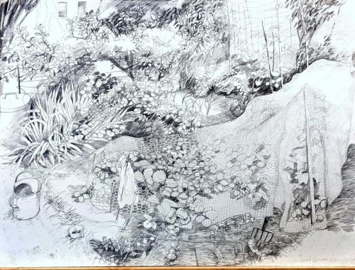12 David Barron Strawberry Netting pencil 77x57cm