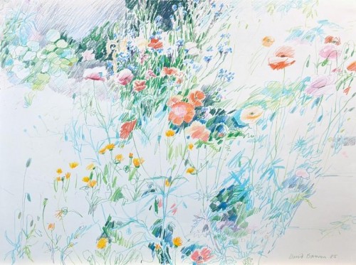 15 David Barron Poppies and Marigolds coloured pencil 1985 77x57cm