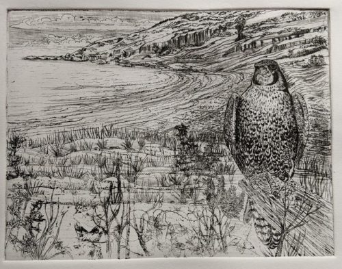 16 Alan Figg ‘Peregrine at Pwlldu’ Etching 170 x  230mm