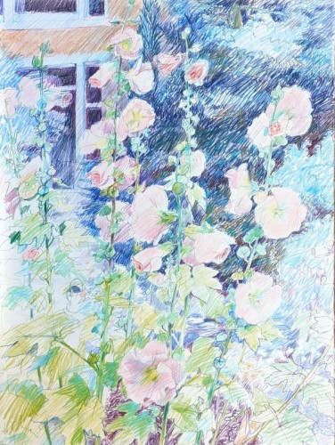 18 David Barron Hollyhocks coloured pencil 77x57cm