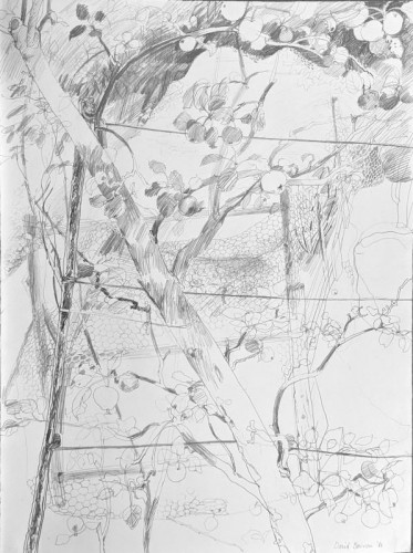 24 David Barron Cordon Apple and Gooseberry Net coloured pencil 77x57cm