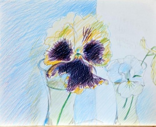 85 David Barron Pansy coloured pencil 24x30cms